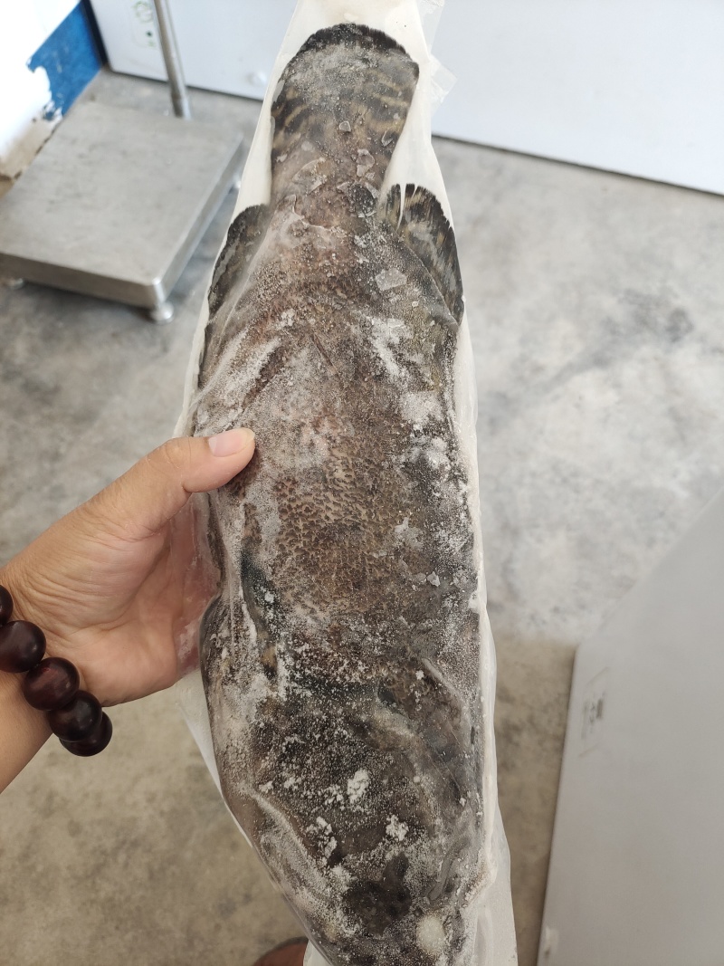 三去石斑鱼-活杀极冻石斑鱼供应商家-海南石斑鱼