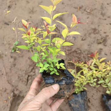 金焰绣线菊供应基地