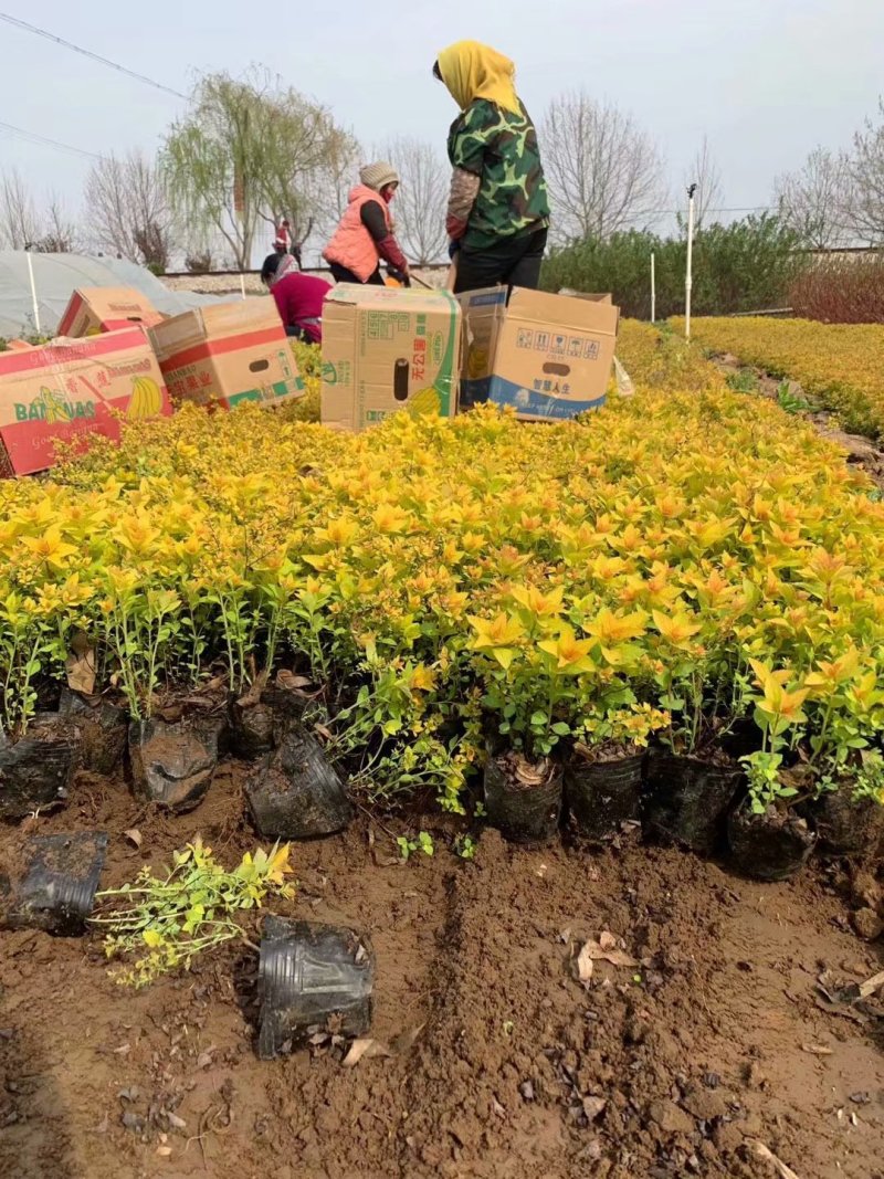 金焰绣线菊供应基地