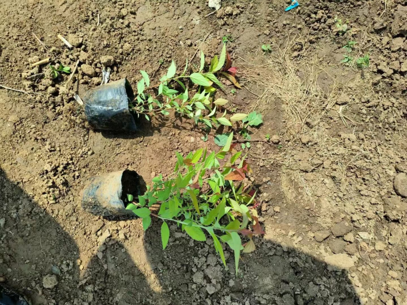 金焰绣线菊供应基地