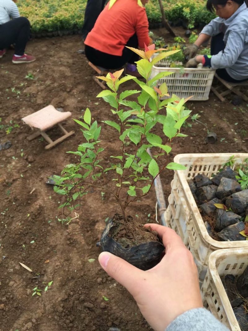 金焰绣线菊供应基地