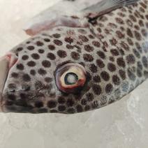 西沙胡椒鲷鱼-活杀极冻胡椒鲷鱼供应-速冻赤点石斑鱼