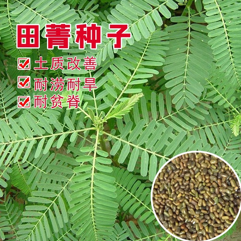 田箐种子绿肥种籽孑土壤改善碱菁涝豆耐涝耐旱耐盐碱田青