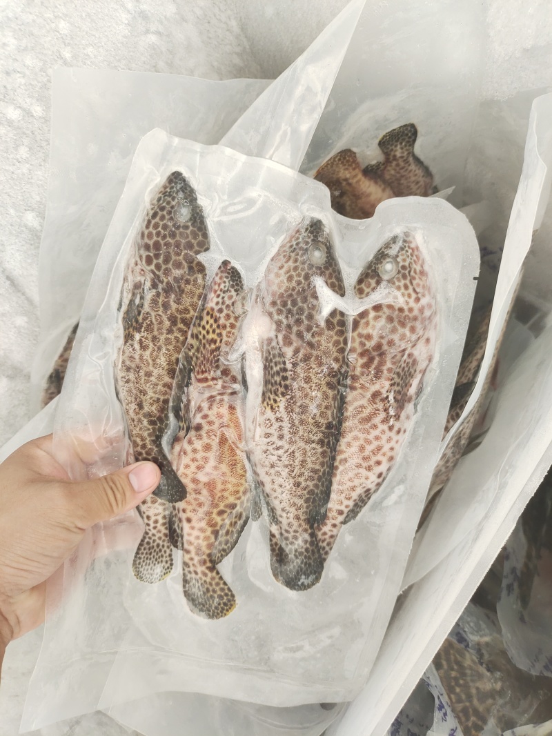 西沙蜂巢斑鱼-活杀极冻蜂巢斑鱼供应厂家