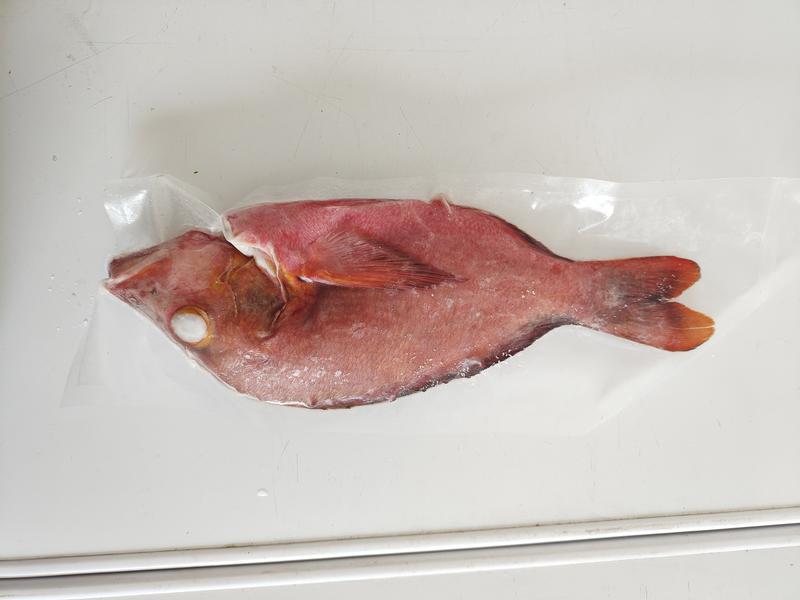 西沙红鱼-速冻红鱼批发-活杀极冻红鱼供应厂家