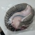 海鳗鱼-西沙海鳗鱼-活杀极冻海鳗供应厂家