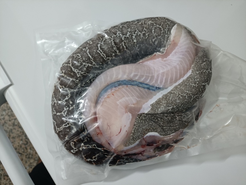 海鳗鱼-西沙海鳗鱼-活杀极冻海鳗供应厂家