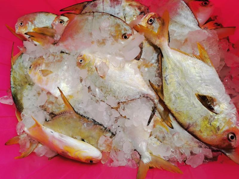 西沙金鲳鱼-活杀极冻金鲳鱼供应厂家