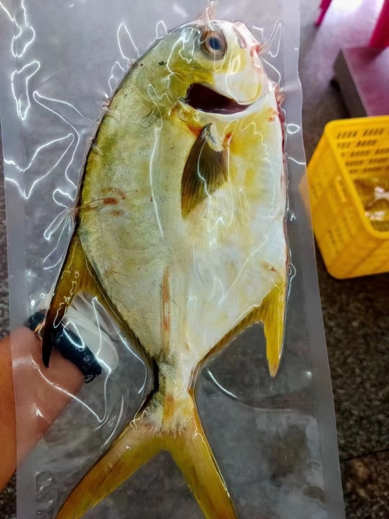 西沙金鲳鱼-活杀极冻金鲳鱼供应厂家