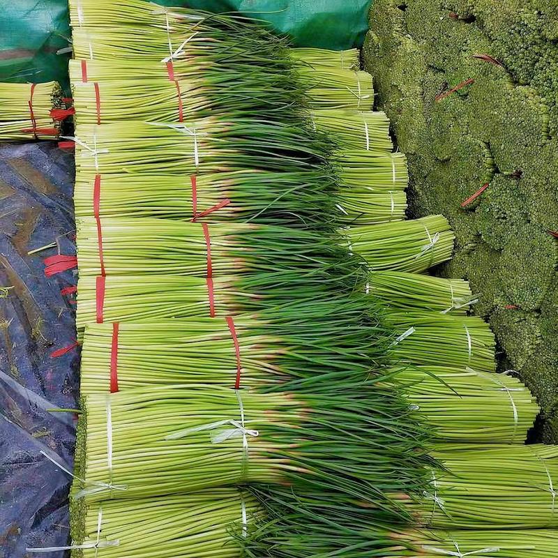 蒜薹早熟蒜苔条长质量好代储存量大从优代发全国