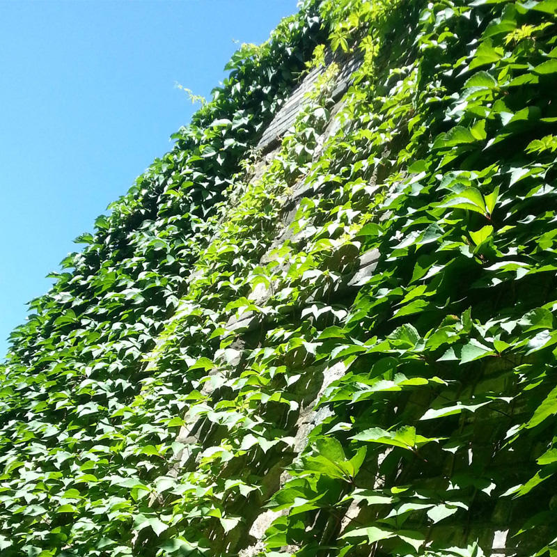 爬山虎种子爬墙的种籽爬墙虎种子爬藤植物攀爬植物种子常绿耐