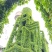 爬山虎种子爬墙的种籽爬墙虎种子爬藤植物攀爬植物种子常绿耐