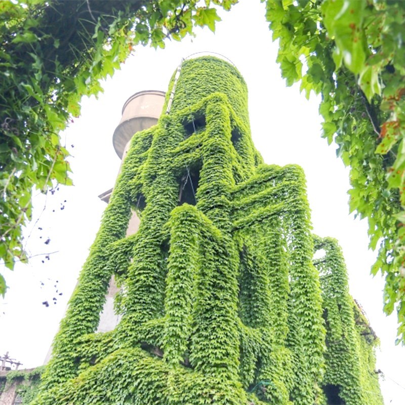 爬山虎种子爬墙的种籽爬墙虎种子爬藤植物攀爬植物种子常绿耐