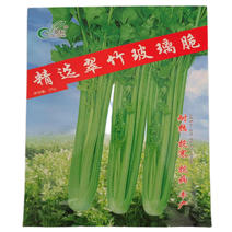 精选翠竹玻璃脆芹种子实心西芹菜种子耐热抗寒四季播基地