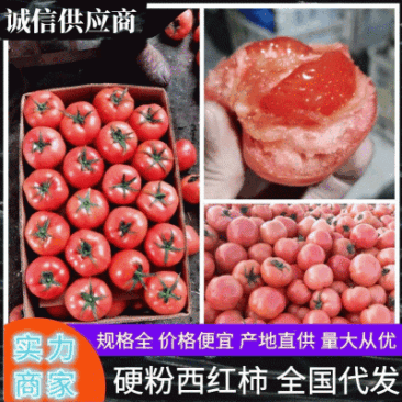 临沂基地直发西红柿硬粉西红柿通货硬粉弧三以上品质保证