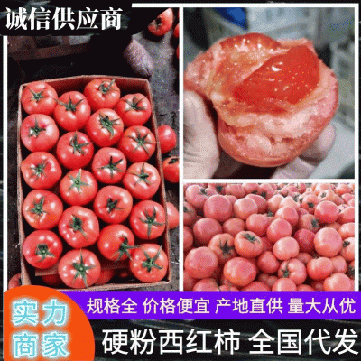 临沂基地直发西红柿硬粉西红柿通货硬粉弧三以上品质保证