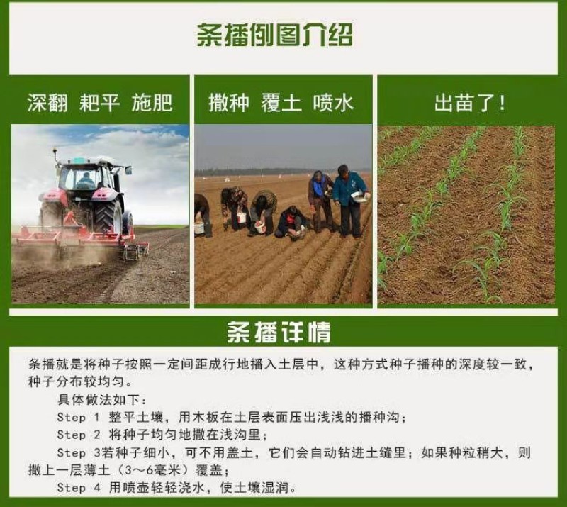 高丹草种子牧草种籽杂交王草苏丹草种籽喂鱼兔鸭鹅猪牛羊草籽