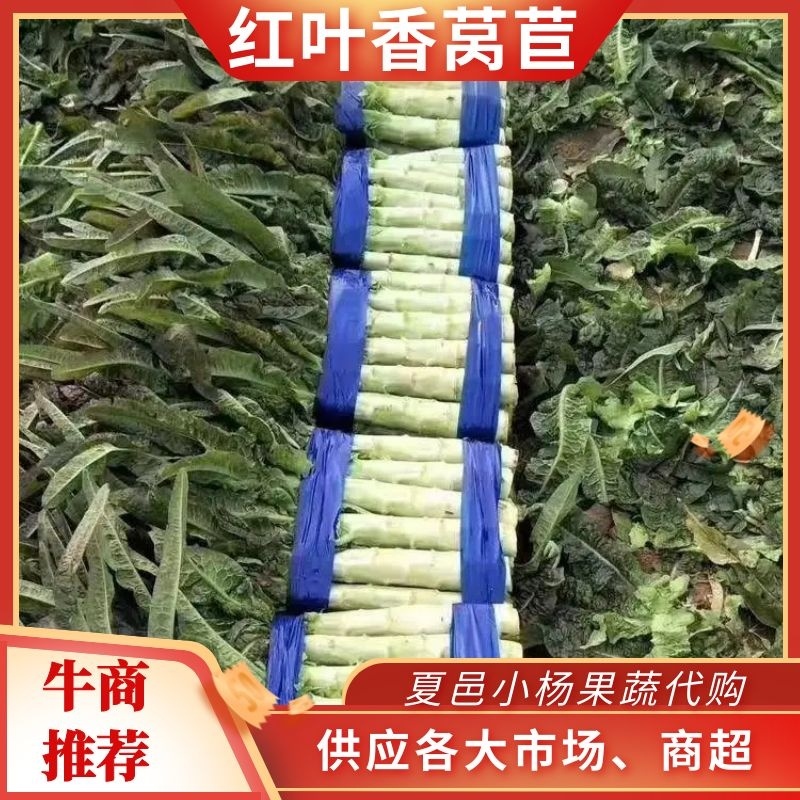 （推荐）河南精品红叶香莴苣产地一手货源欢迎来电咨询