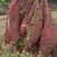 广东红薯阳江一点红红薯一手货源供应充足，欢迎采购。