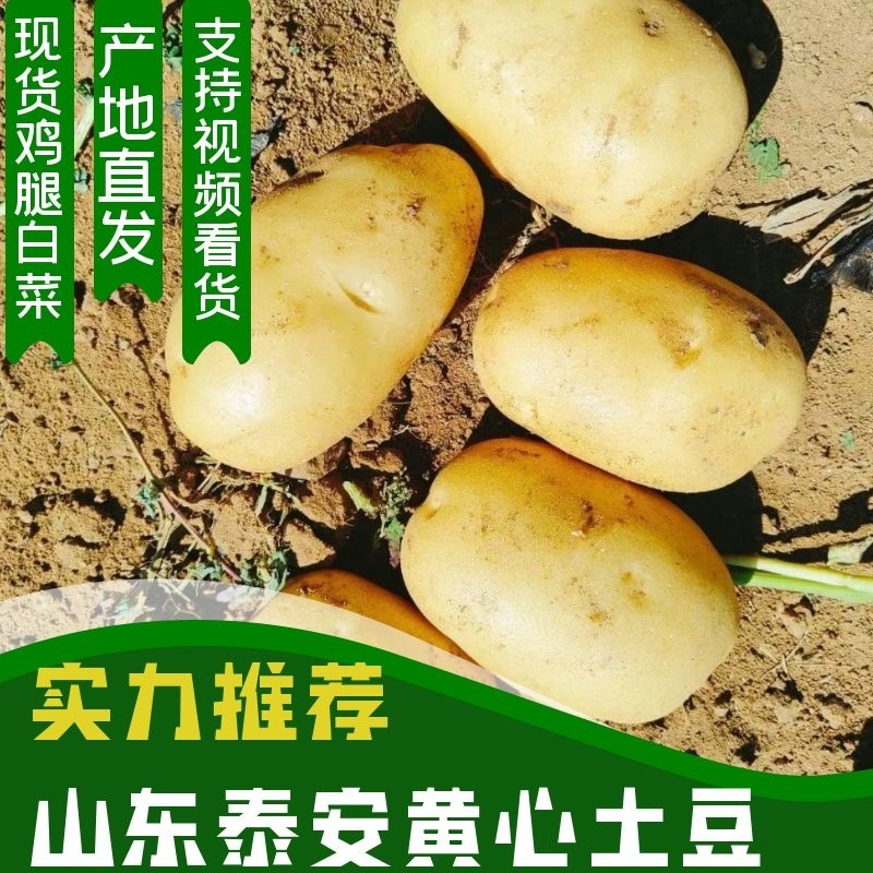【热卖】山东精品土豆黄心土豆批发价格欢迎进店