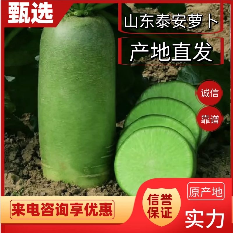 【精品】水果萝卜大量出售！全国发货，商超，电商，加工
