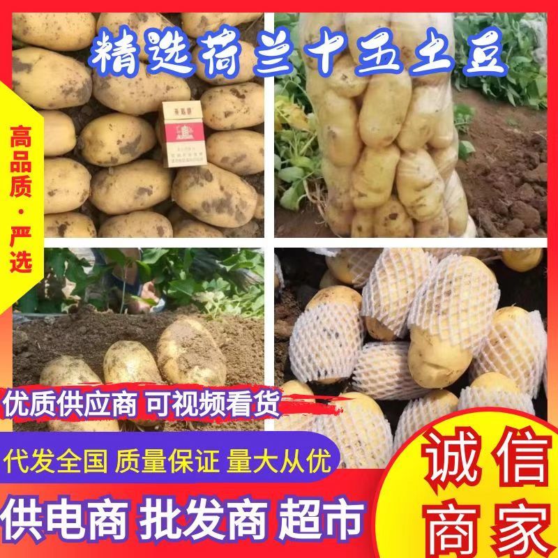 湖北土豆黄皮黄心实验一沃土大量供应，可实地考察看