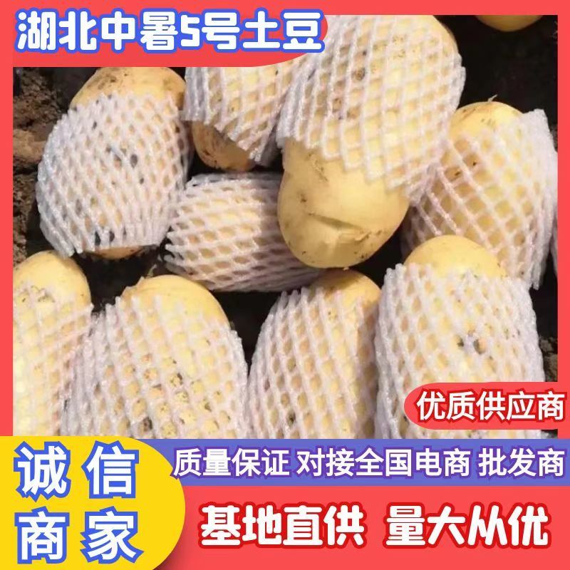 湖北新土豆黄皮黄心实验一土豆沃土基地直供