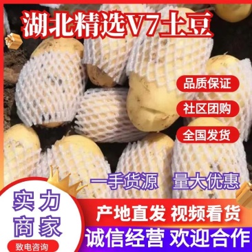 湖北新土豆黄皮黄心v7土豆大量供应，可实地考察看货