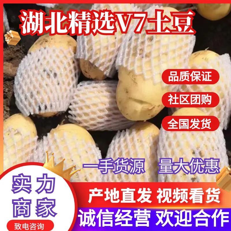 湖北新土豆黄皮黄心v7土豆大量供应，可实地考察看货
