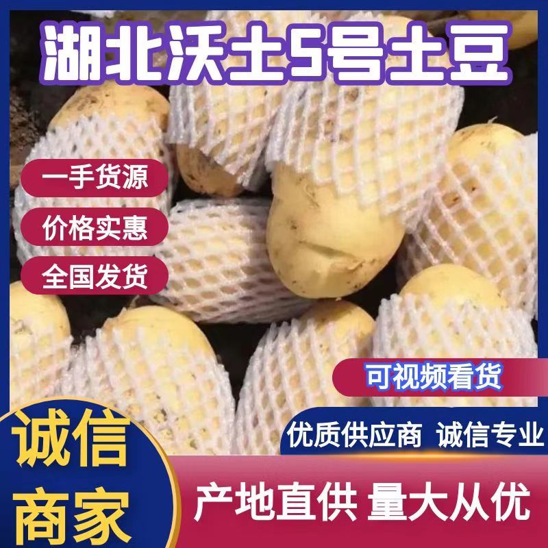 湖北新土豆黄皮黄心沃土5号大量供应，可实地考察看货