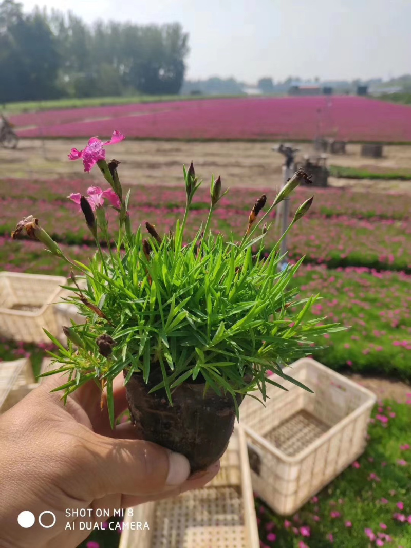 工程用欧石竹批发商