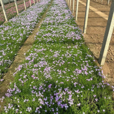 芝樱基地批发