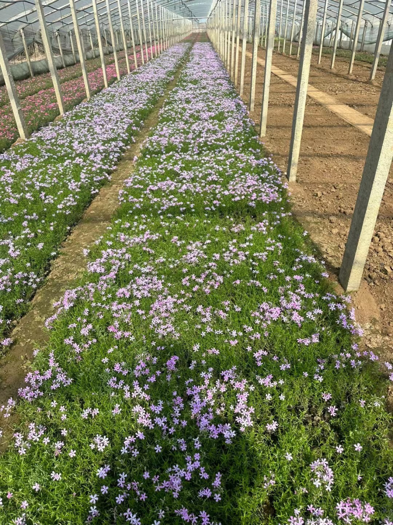 芝樱基地批发
