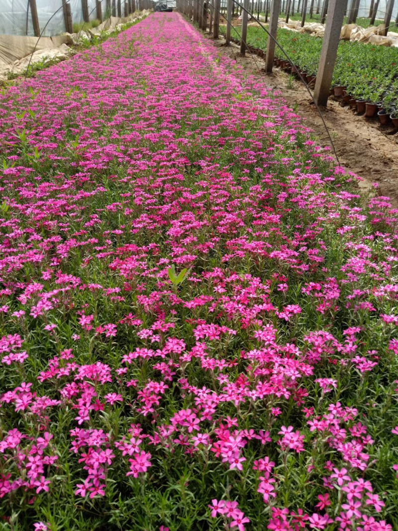 芝樱基地批发