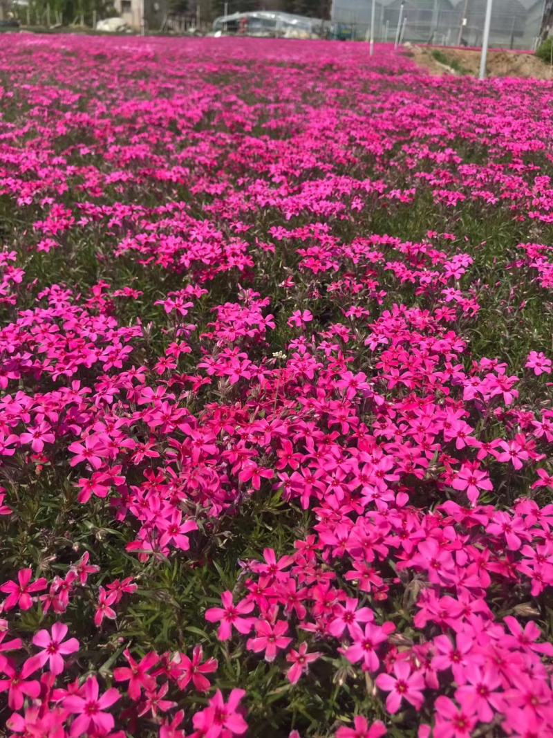 芝樱基地批发