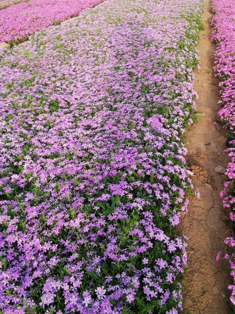 芝樱基地批发