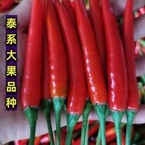 小米椒种子大果指天椒-泰龙318椒顺直色鲜亮