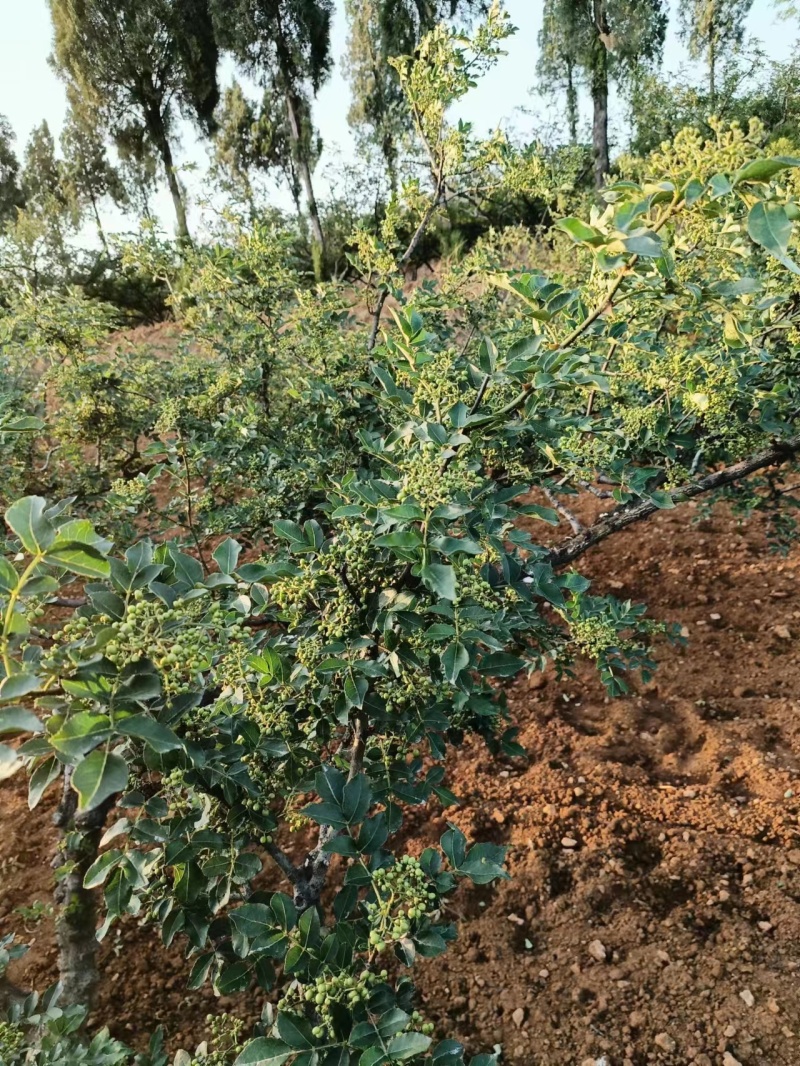 鲜（嫩）花椒大红袍花椒现摘现发批发