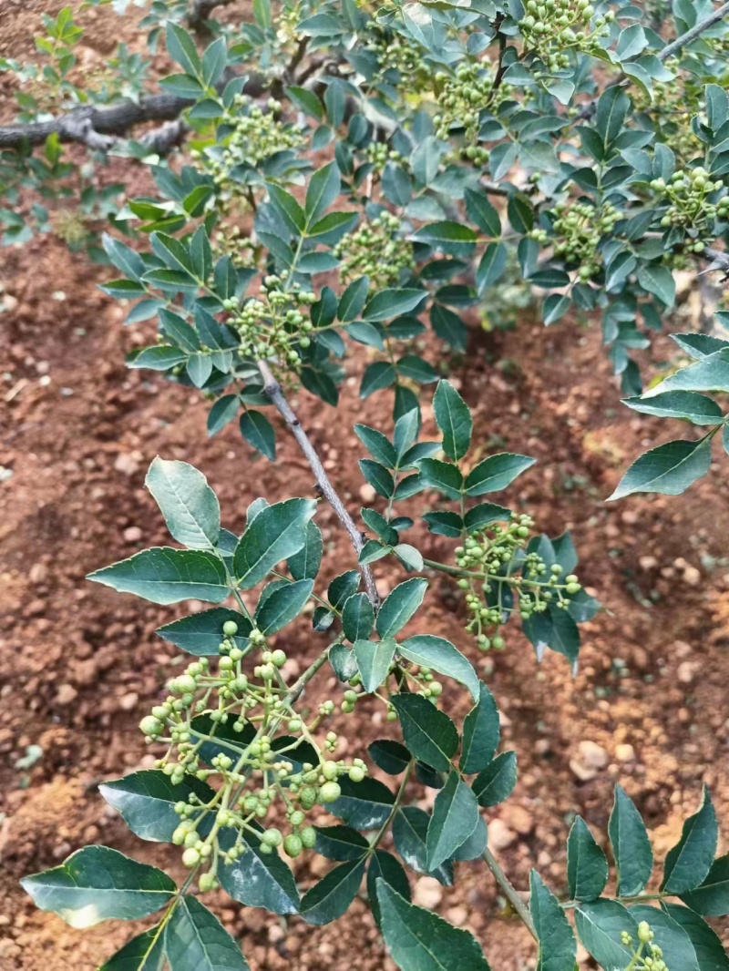 鲜（嫩）花椒大红袍花椒现摘现发批发