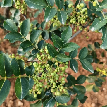 鲜（嫩）花椒大红袍花椒现摘现发批发