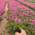 青州芝樱基地直供