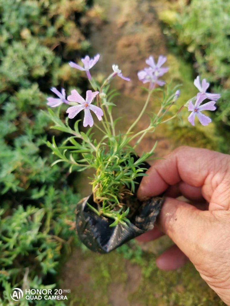 青州芝樱基地直供