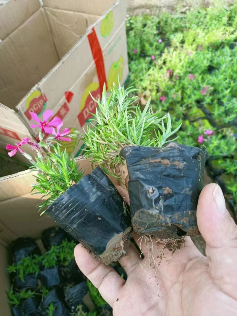 青州芝樱基地直供
