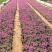 山东芝樱基地