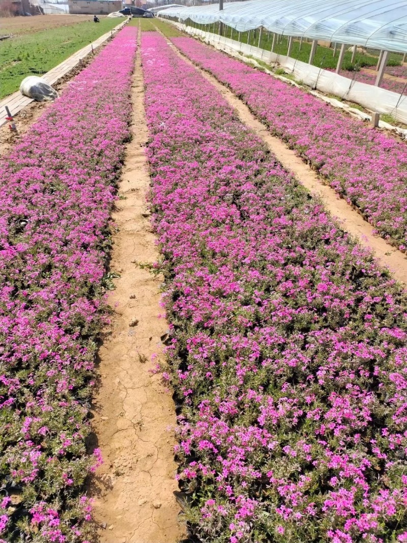 山东芝樱基地