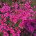 山东芝樱基地