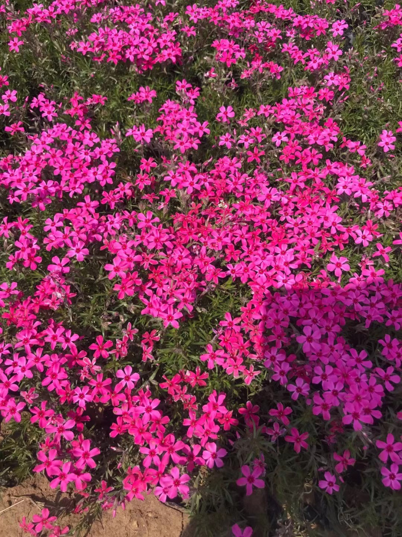 山东芝樱基地
