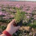 山东芝樱基地