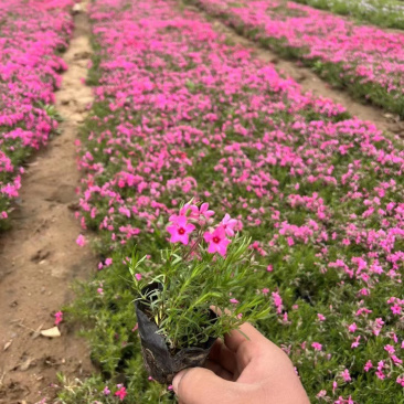 绿化芝樱培育基地