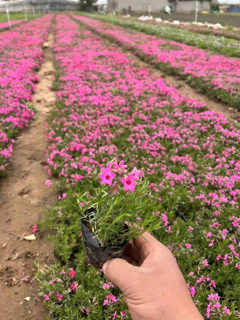 绿化芝樱培育基地